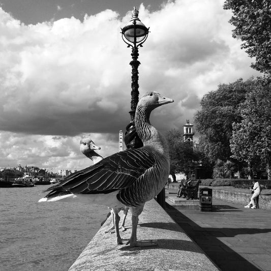 Westminster - June 2017