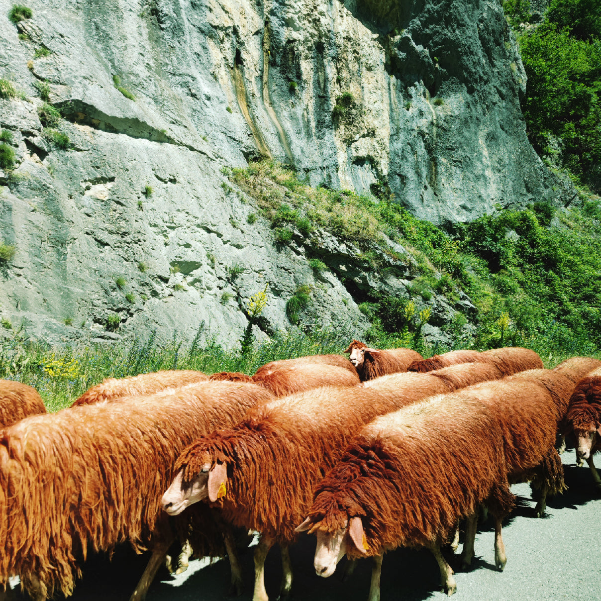 The Kosovo Collection